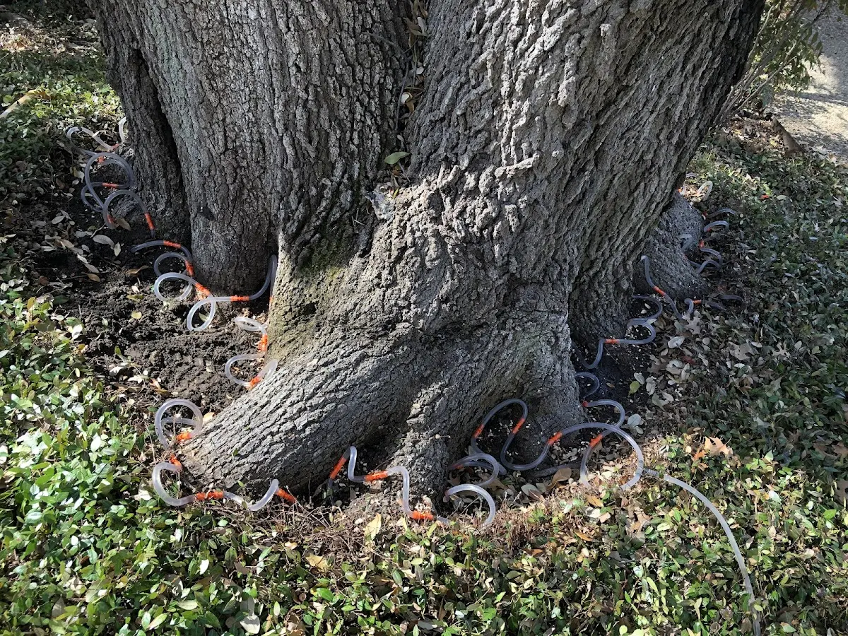 Detailed Tree Cabling and Bracing job site in Corsica